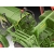 Revell Fendt F20 Dieselroß – model 1:24